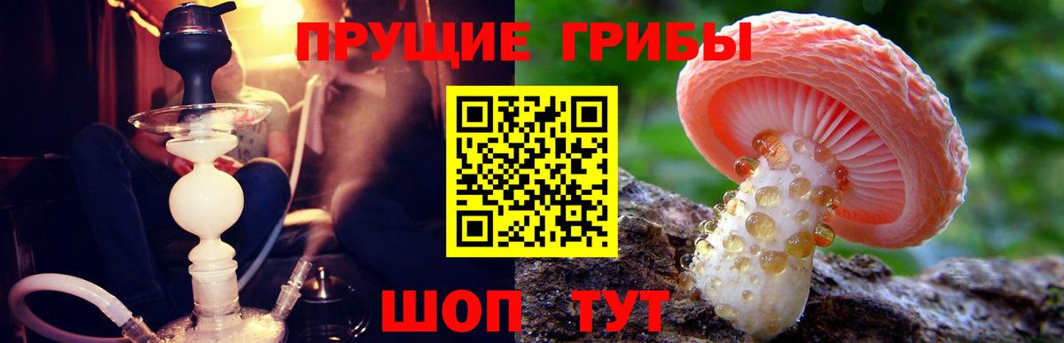 Урус-Мартан  Псилоцибиновые грибы Psilocybe  Вход с VPN  Галлюциногенные грибы Psilocybe 